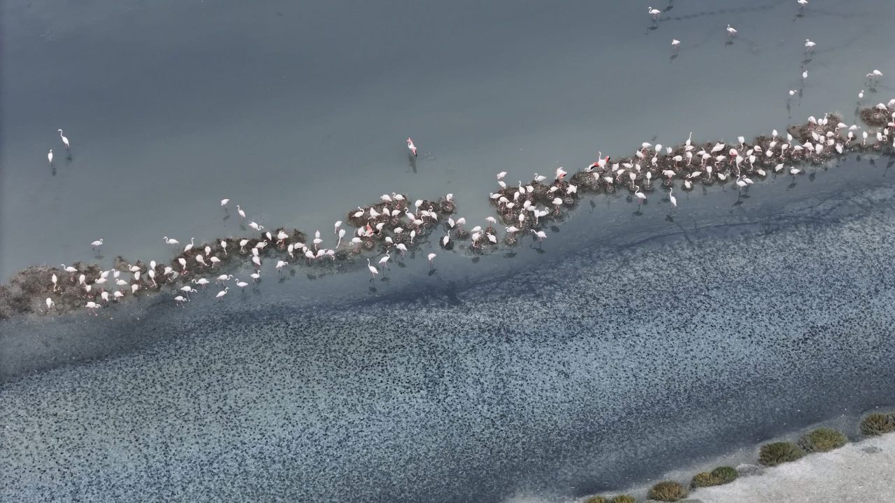 Flamingot folezojnë për herë të parë në Shqipëri, a do bashkëjetojnë me aeroportin?